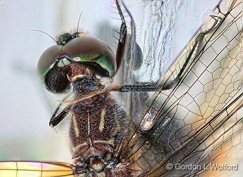 Dragonfly Closeup_27841-7.jpg - Photographed at Smiths Falls, Ontario, Canada.